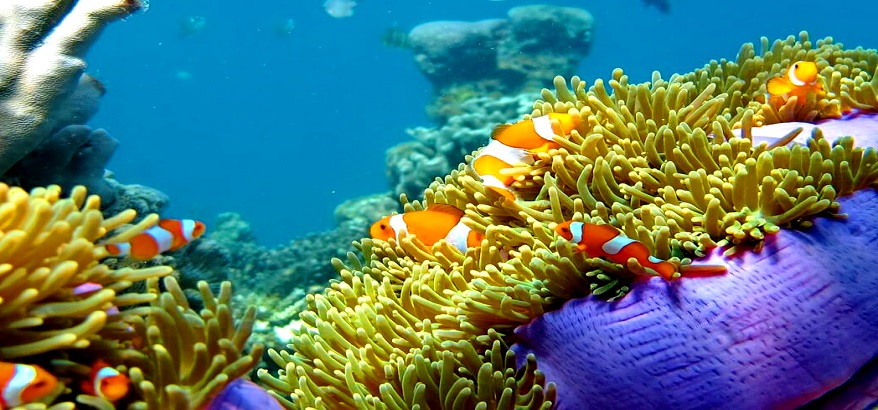 Ini Dia 7 Tempat Wisata Paling Terkenal di Karimunjawa yang Wajib Kamu Kunjungi